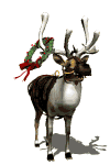 reindeer