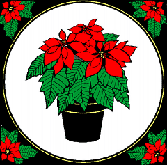 poinsetta